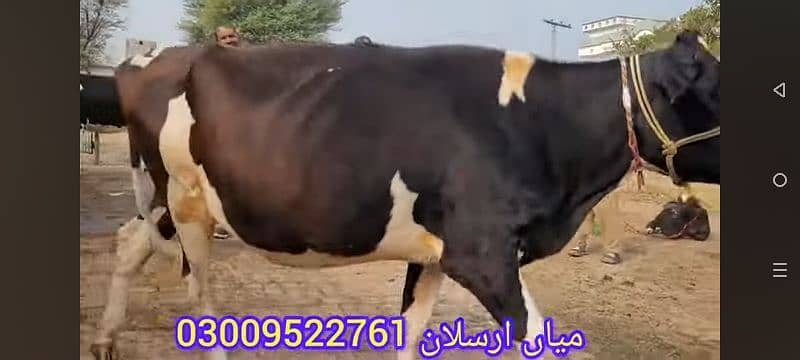 VERY BEAUTIFUL COWS 6