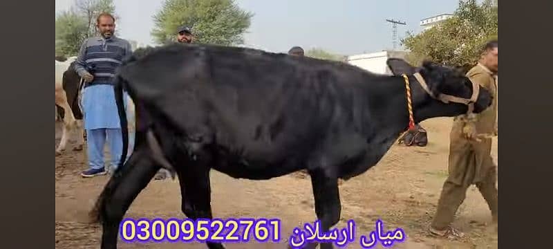 VERY BEAUTIFUL COWS 12