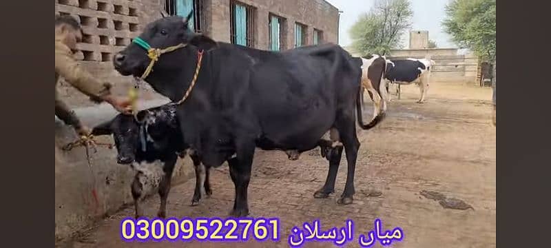 VERY BEAUTIFUL COWS 15