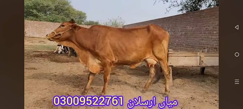 VERY BEAUTIFUL COWS 18