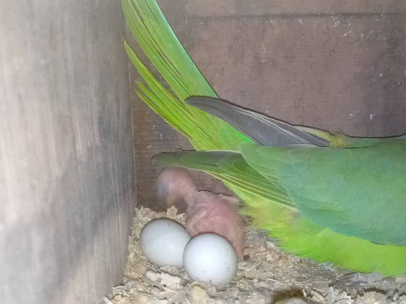 SETUP FOR SALE - Ringneck 2 Pairs with cage 8 Portion + 2 Breeding Box 19