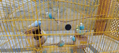 Budgies