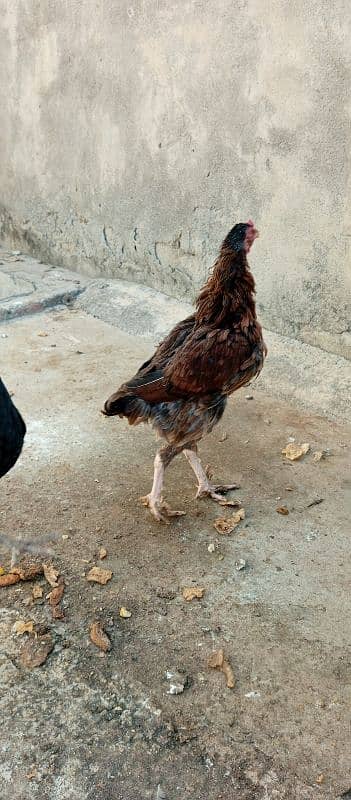 pair of murgi and murga and kruk hen 0