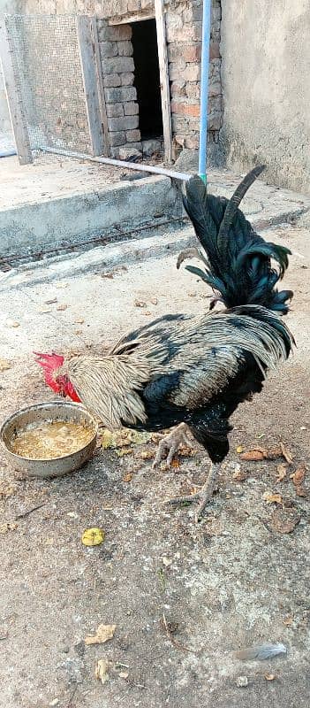 pair of murgi and murga and kruk hen 1