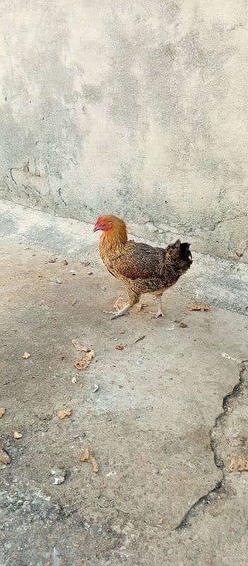 pair of murgi and murga and kruk hen 2