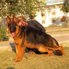 German shepherd proper long coat male 7 month age for sale