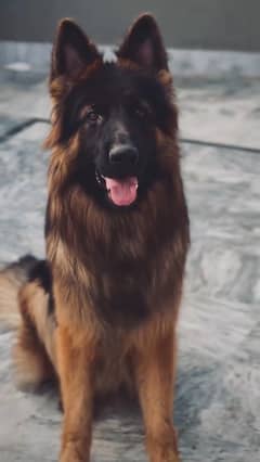 German Shepherd/Male/only 7 months old