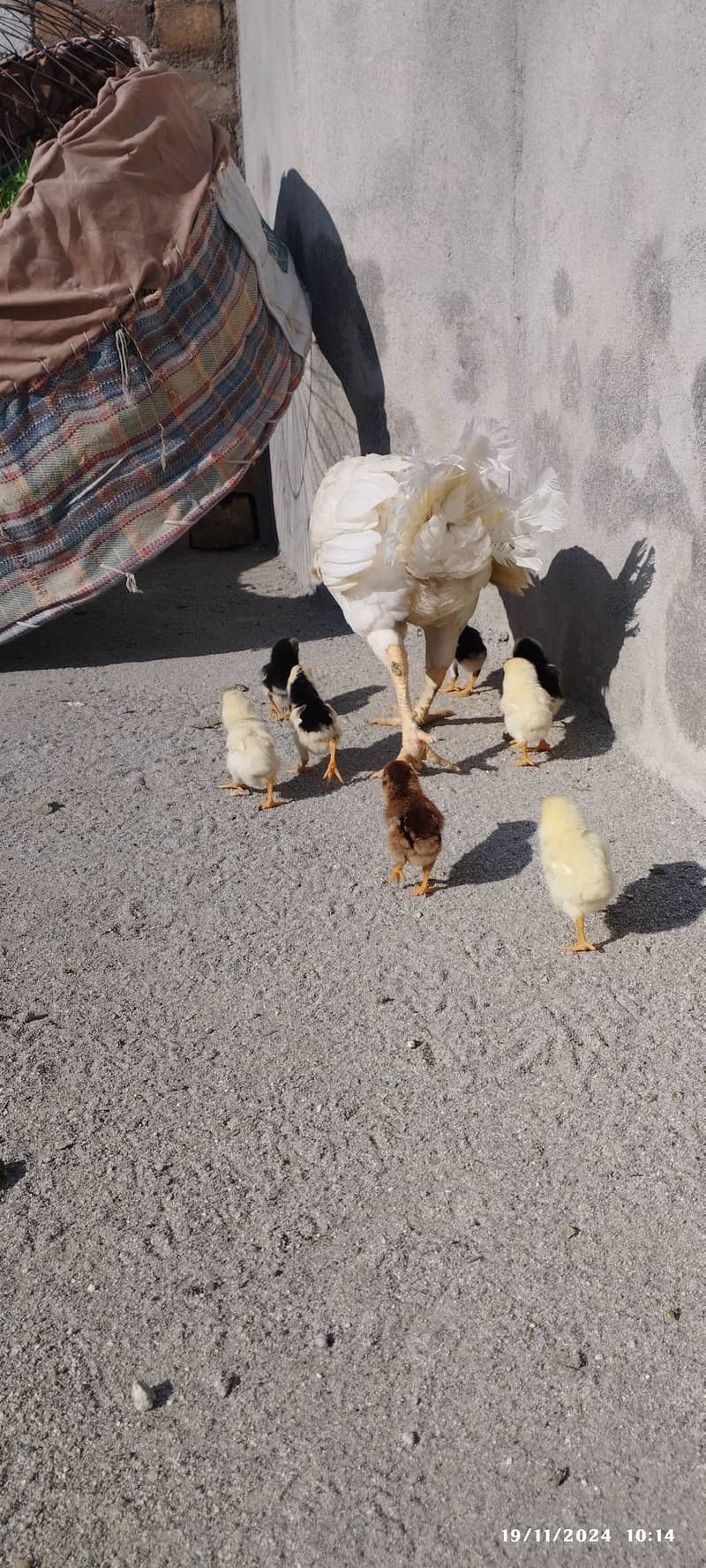 For sale hen with it's chicks 0