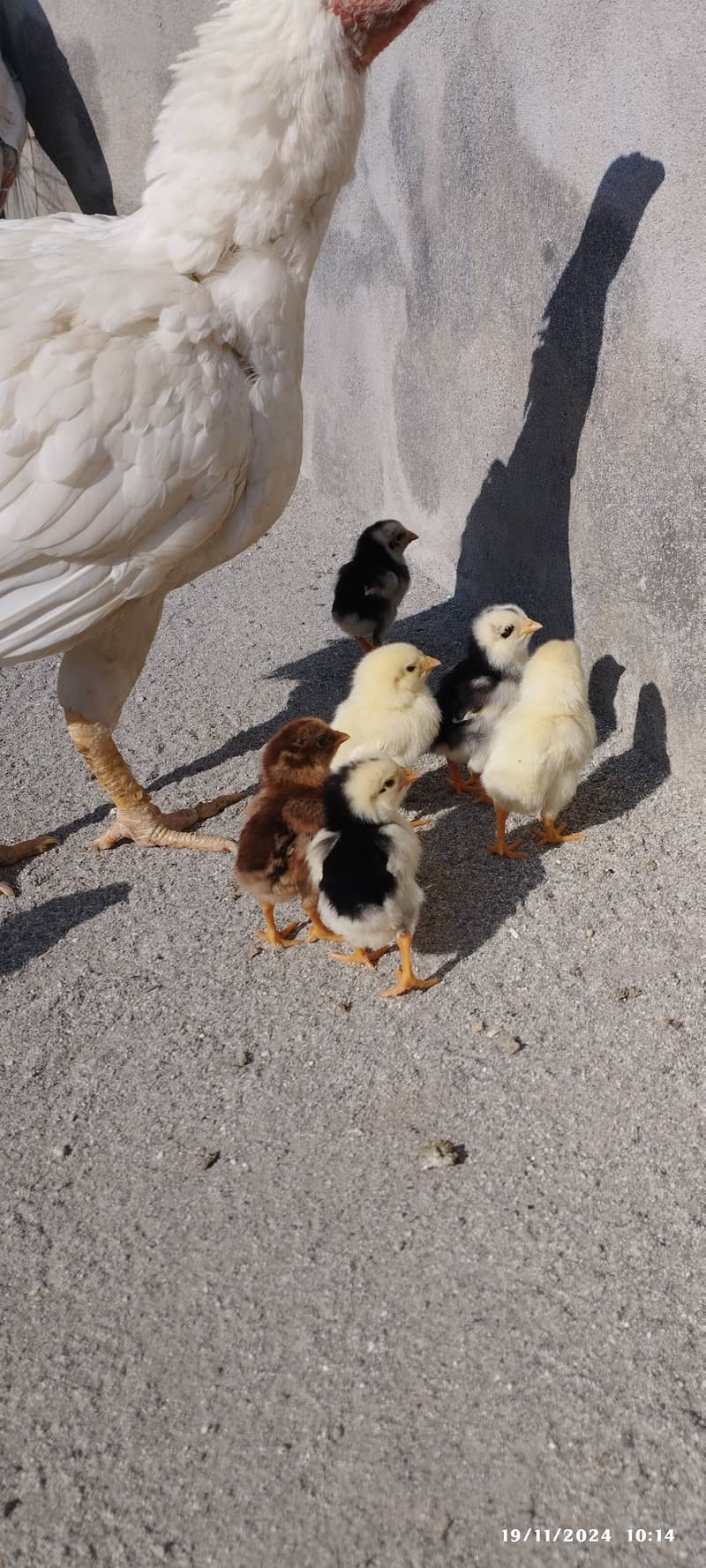 For sale hen with it's chicks 1