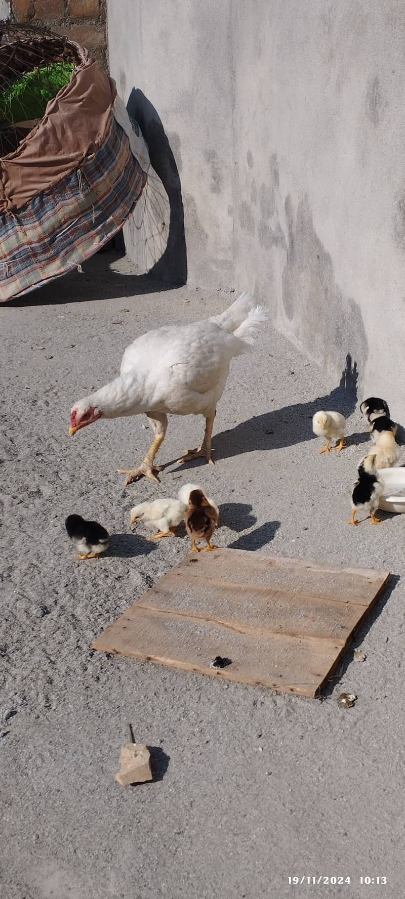 For sale hen with it's chicks 3