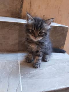 Persian kitten for sale