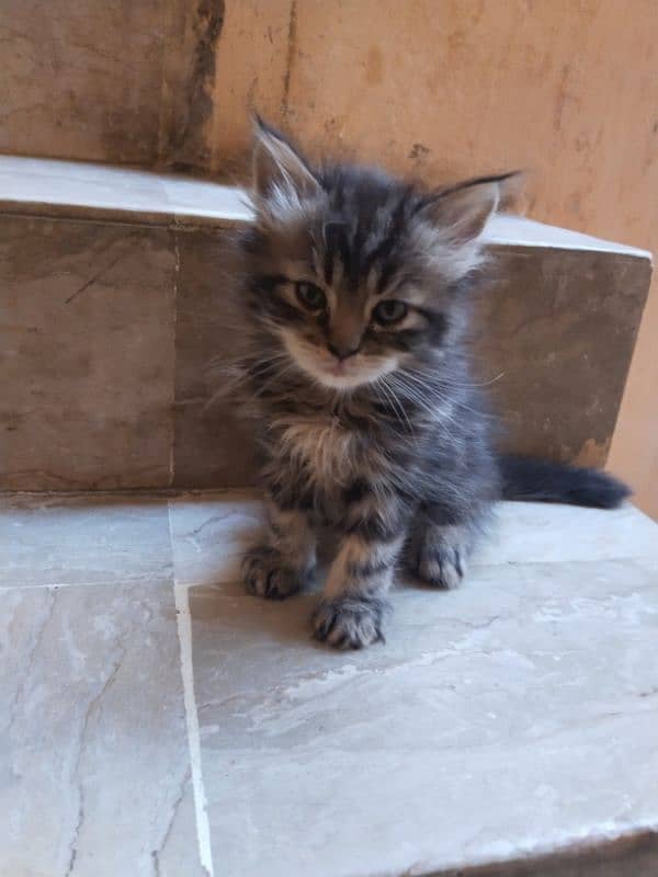 Persian kitten for sale 0