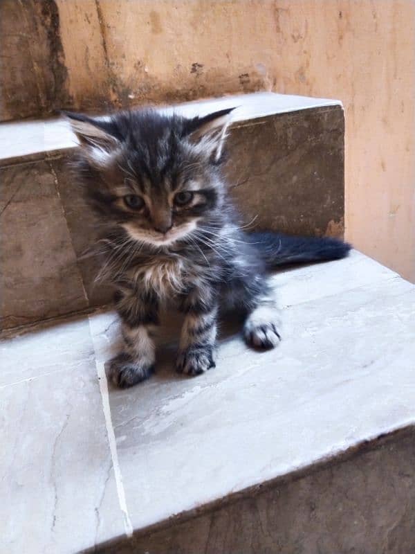 Persian kitten for sale 1