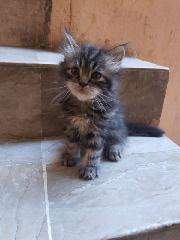 Persian kitten for sale 2