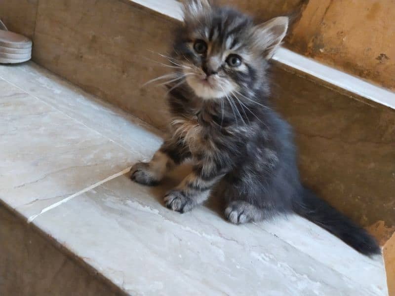 Persian kitten for sale 3