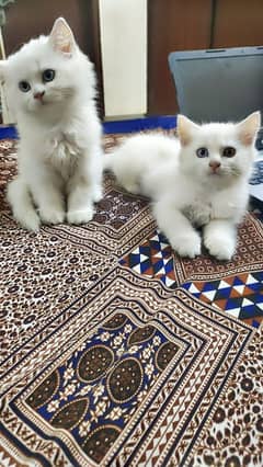 #Persian Cat #Persian Cat baby #Persian white baby