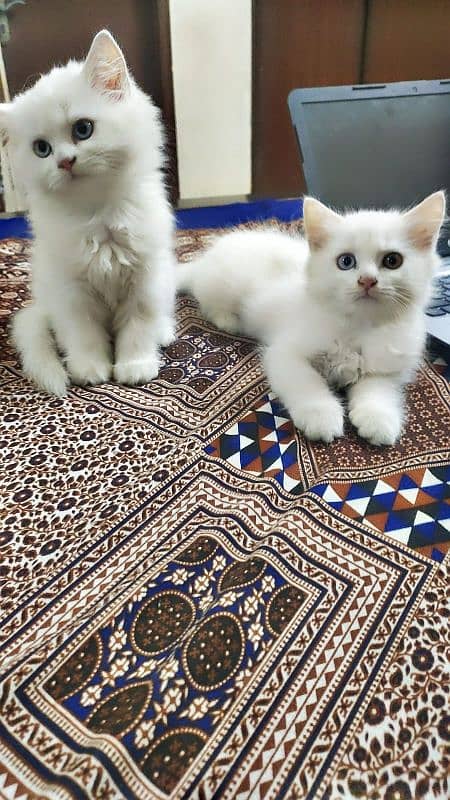 #Persian Cat #Persian Cat baby #Persian white baby 0