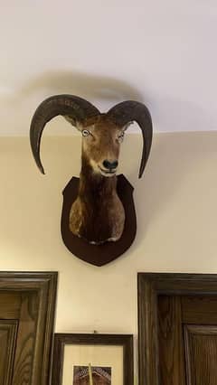 Marco polo sheep head