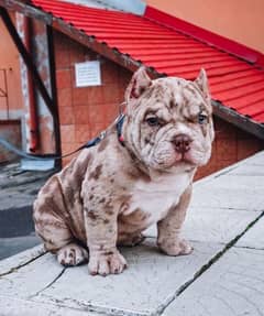 Merle American Bully Boy