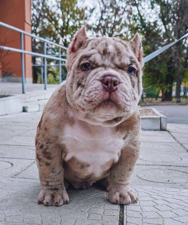 Merle American Bully Boy 1