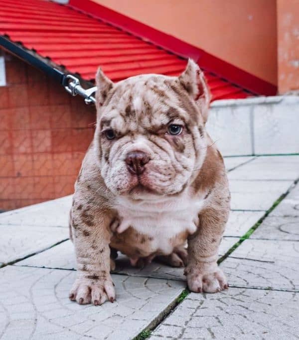 Merle American Bully Boy 2