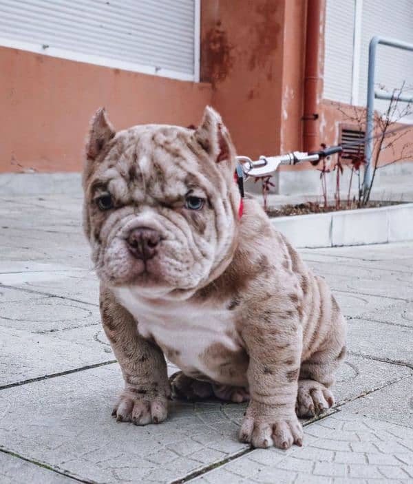 Merle American Bully Boy 3