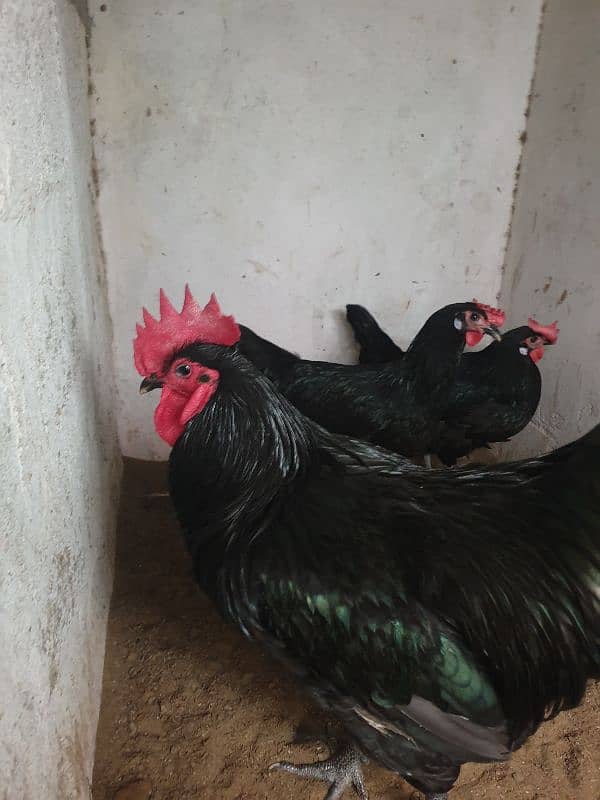 Black Australorp Heritage Cross Chicks or Fertile eggs 0