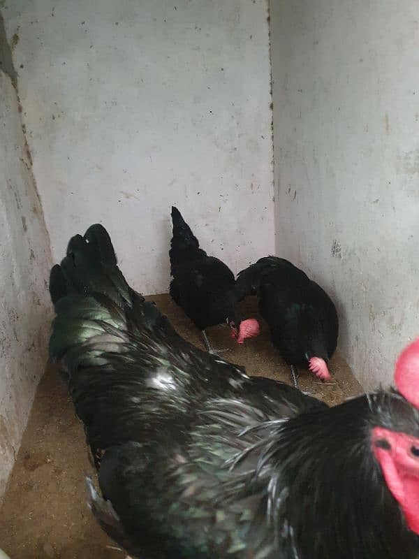 Black Australorp Heritage Cross Chicks or Fertile eggs 1