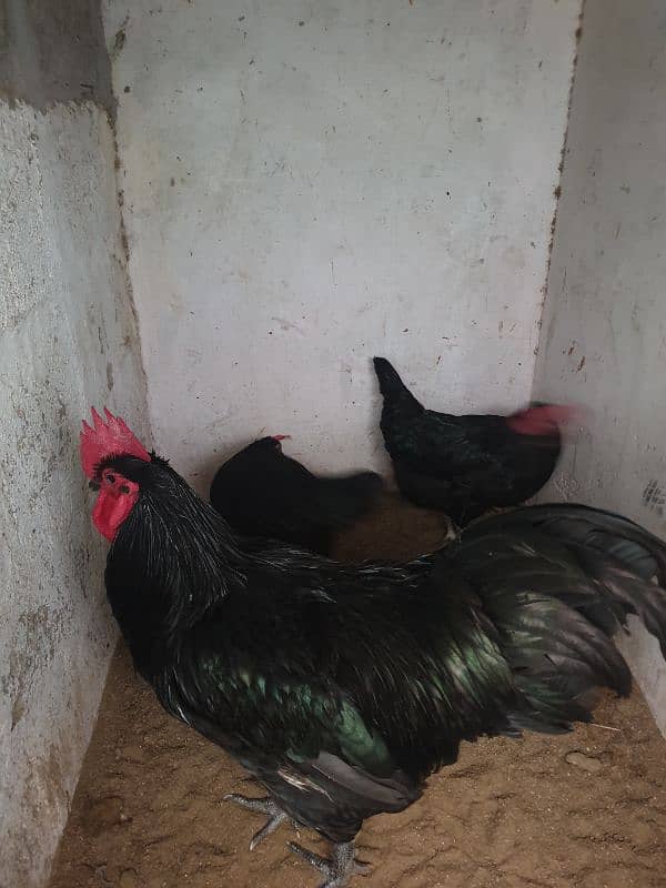 Black Australorp Heritage Cross Chicks or Fertile eggs 2