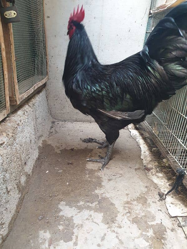 Black Australorp Heritage Cross Chicks or Fertile eggs 3