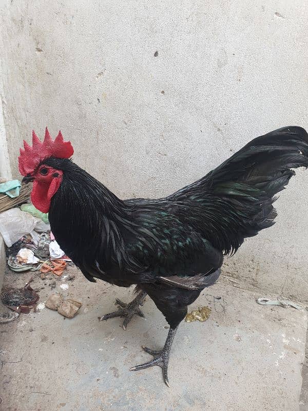 Black Australorp Heritage Cross Chicks or Fertile eggs 5