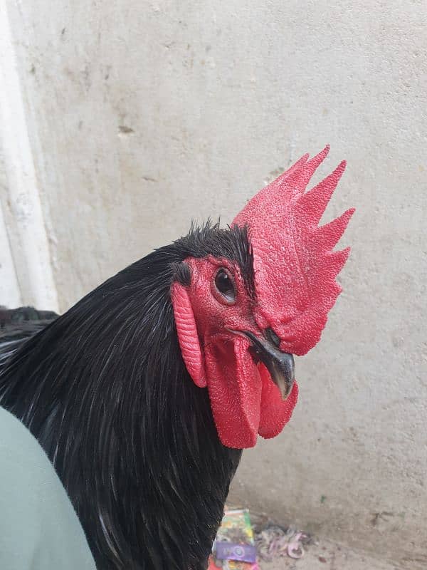 Black Australorp Heritage Cross Chicks or Fertile eggs 6