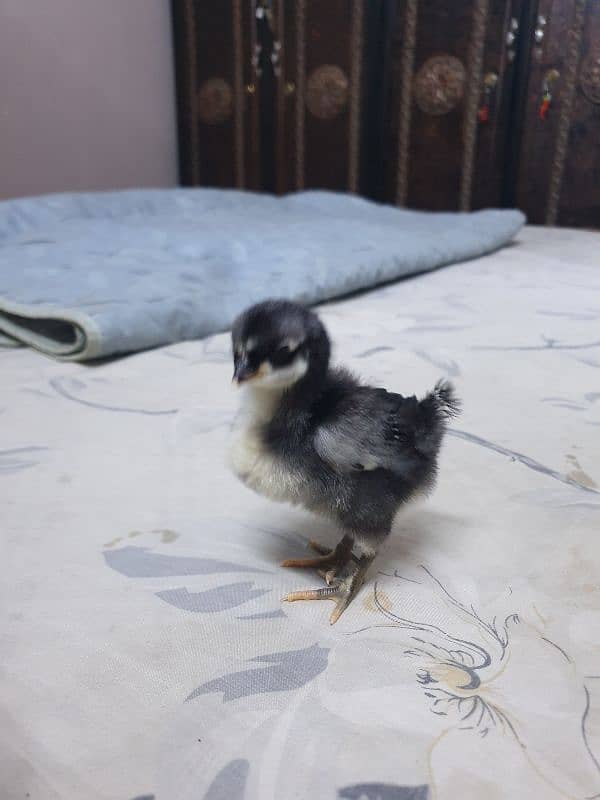 Black Australorp Heritage Cross Chicks or Fertile eggs 7