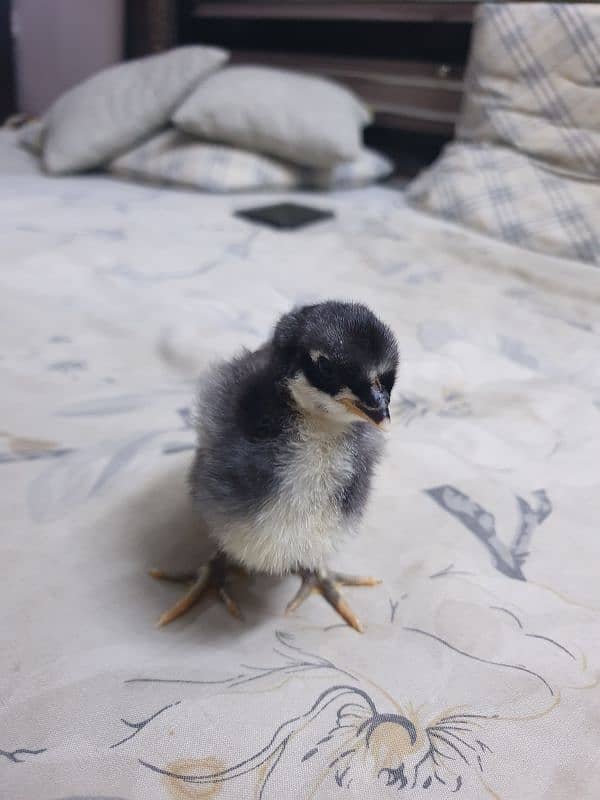 Black Australorp Heritage Cross Chicks or Fertile eggs 8