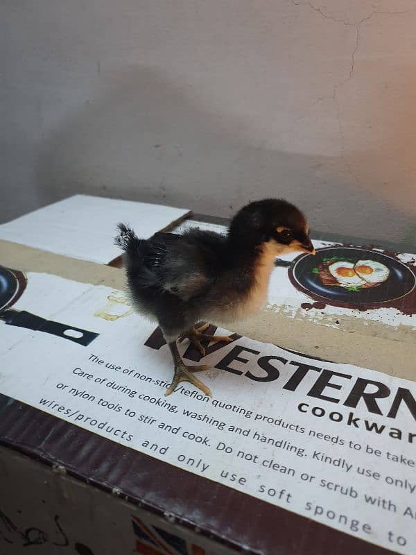 Black Australorp Heritage Cross Chicks or Fertile eggs 10