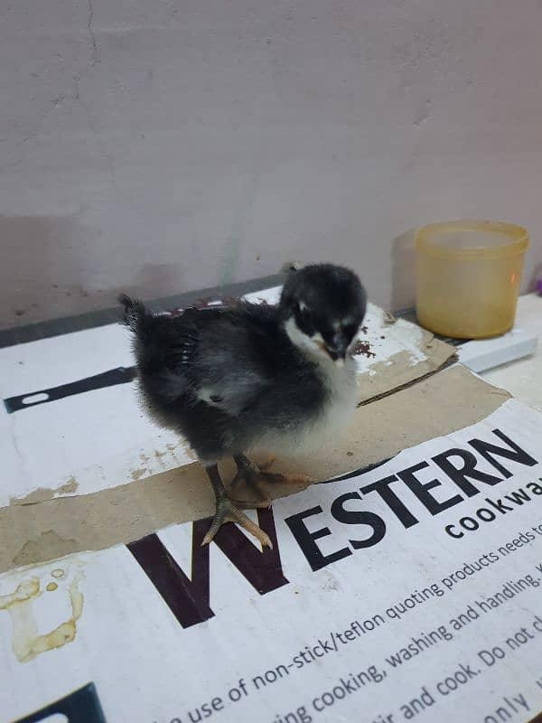 Black Australorp Heritage Cross Chicks or Fertile eggs 11