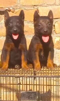 German Shepherd Double Coat Pair For Sale | German Shepherd puupies