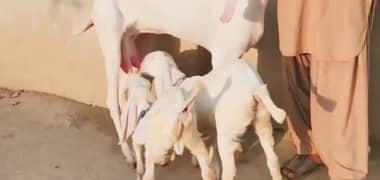 do bacchon wali rajanpuri bakri for sale call number 03134947622