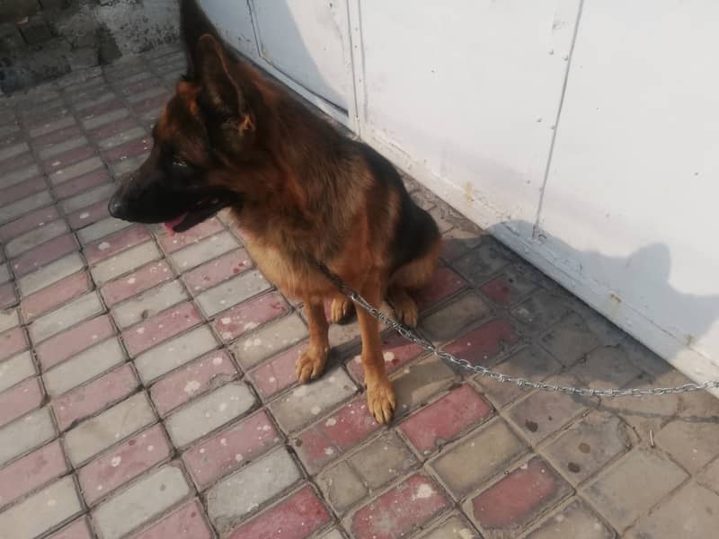 German Dog For Sale 2