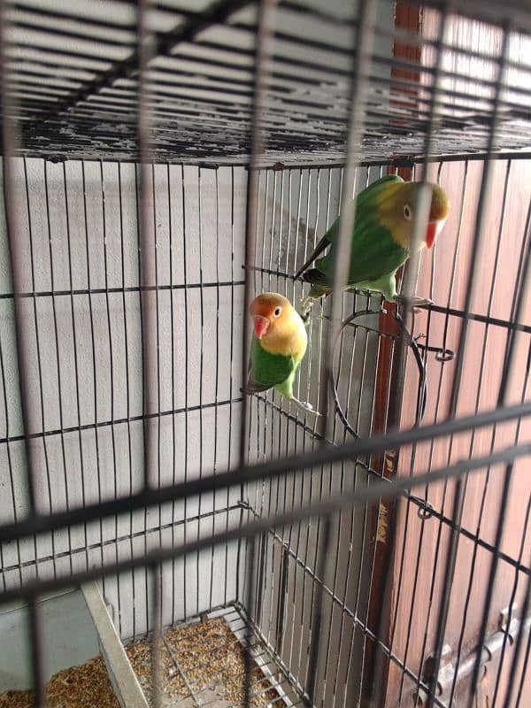 Parblue Breeder Pair 2