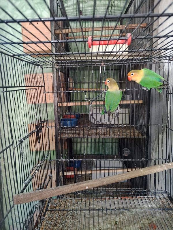 Parblue Breeder Pair 4