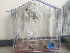 lovebirds breeder for sale