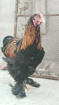 Misri Australorp Coco Heavy Buff Males