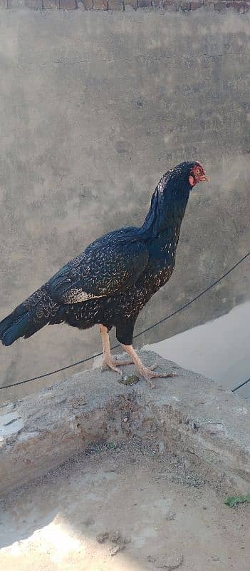 pure muski lasani black hen 0