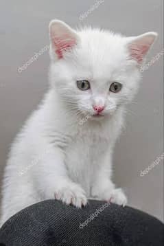 Turkish angora kitten