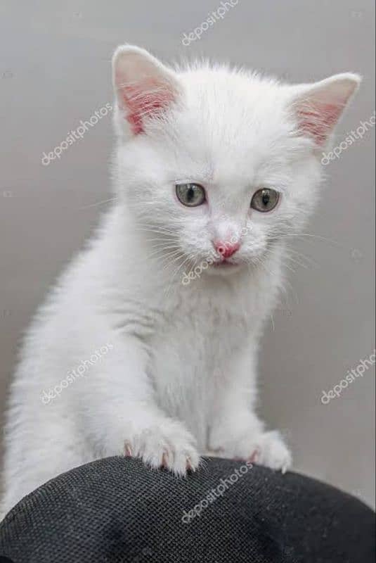 Turkish angora kitten 0