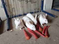 Rabbits Red eyes pair