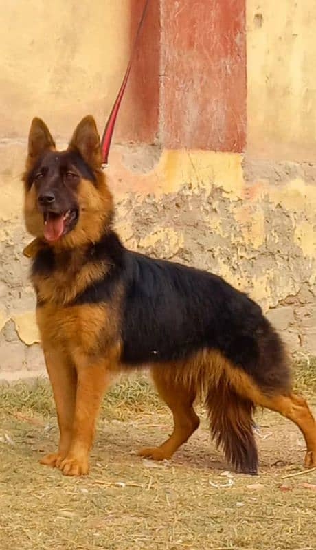 German shepherd proper long coat female 7 month age for sale 0