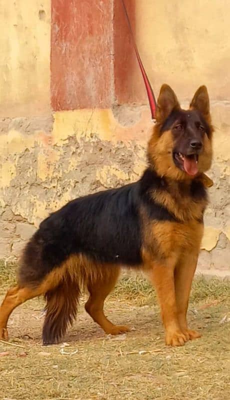 German shepherd proper long coat female 7 month age for sale 1