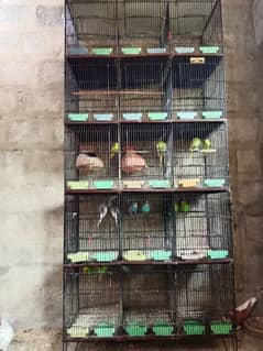 cages and birds